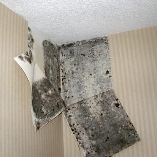 Mold Hidden Behind the wallpaper of a home