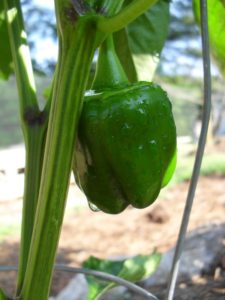 Urban gardening is just one of the ways New Orleanians are going green.