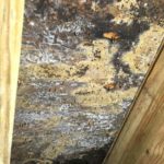 Sunlight Contractors New Orelans Louisiana fixed mold problems