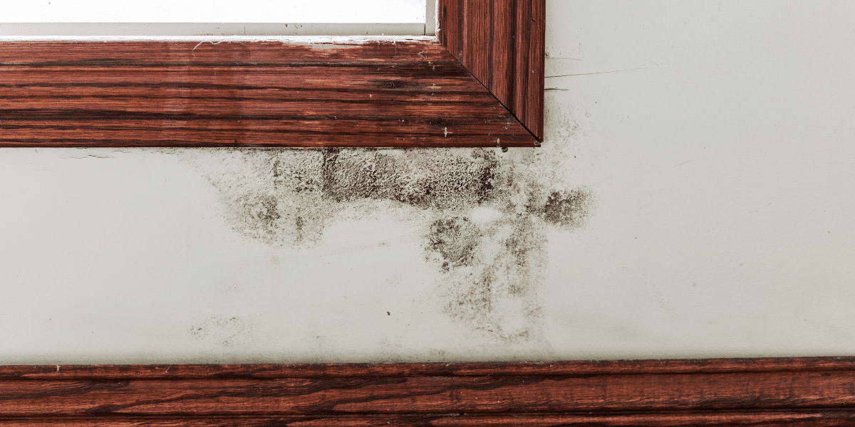 A windowsill with mold developing underneath it