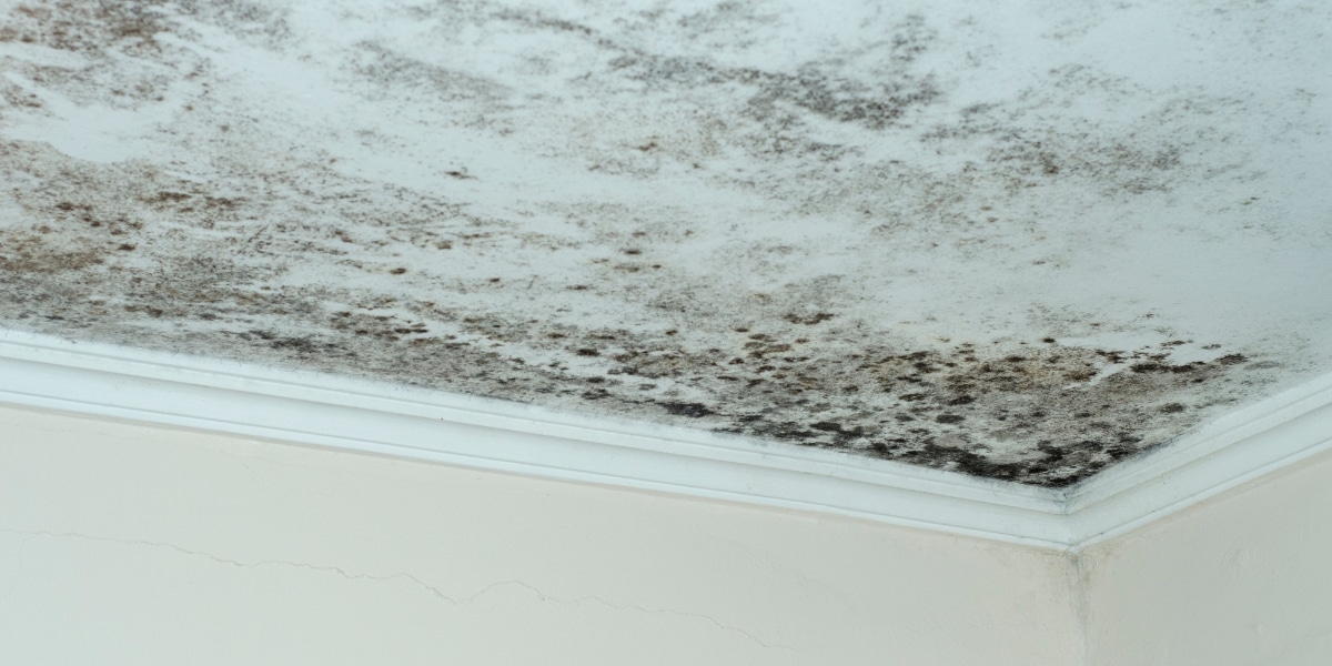 A ceiling covered in mold from due to moisture