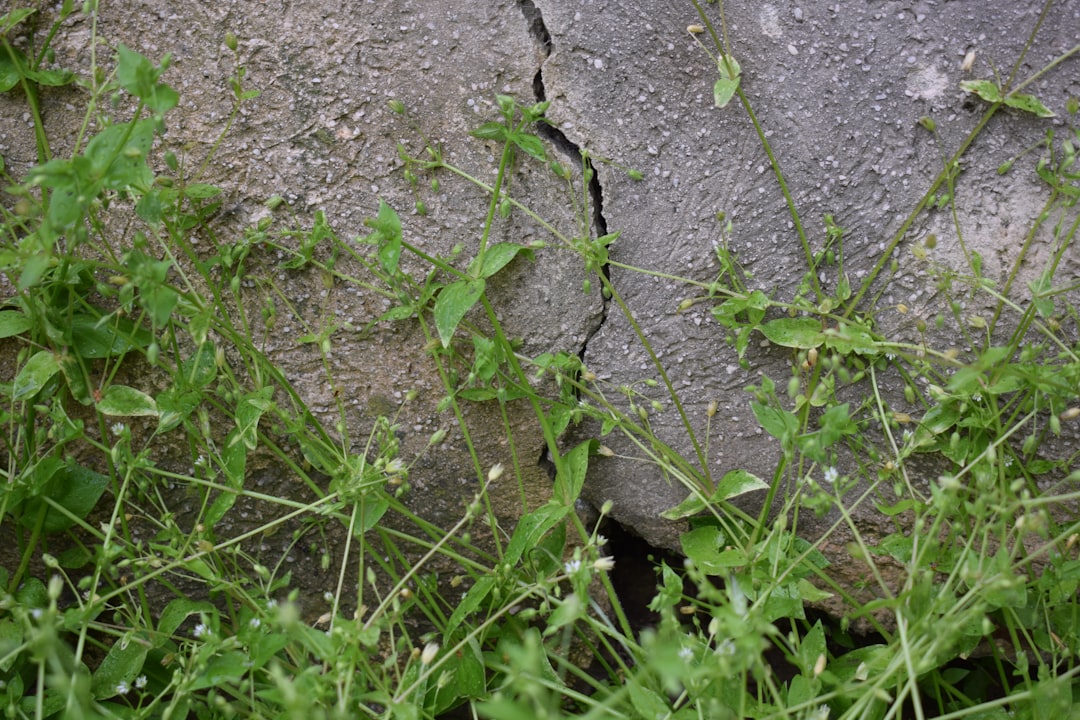 A close-up shot of a crumbling concrete foundation wall with a large crack and visible signs of water seepage and damage.
