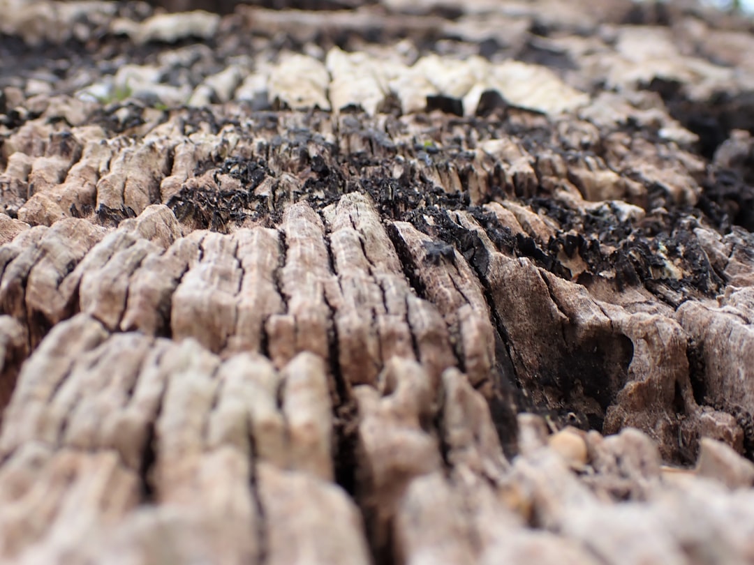 A macro shot revealing the intricate tunnels and galleries created by termites inside a piece of wood, illustrating the destructive problem.