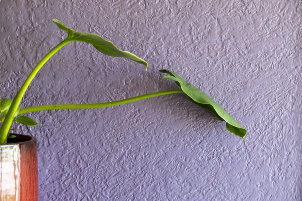 Close-up photograph showing a significant crack in a home's interior drywall, symbolizing underlying foundation problems c...