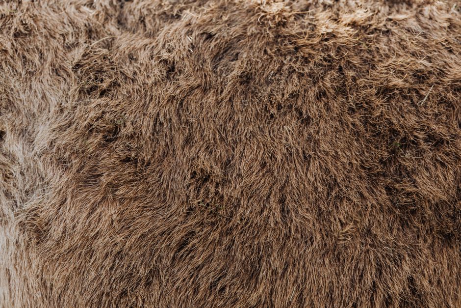 A detailed macro shot showing the texture of clean, white, fluffy blown-in cellulose insulation, highlighting the quality of the material.