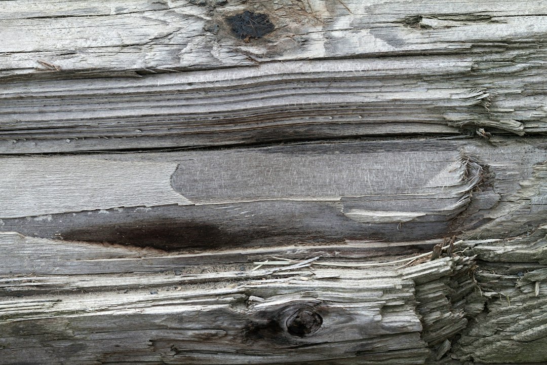 A close-up view of a wooden support beam severely damaged by termites, showing the hollowed-out channels and structural decay.