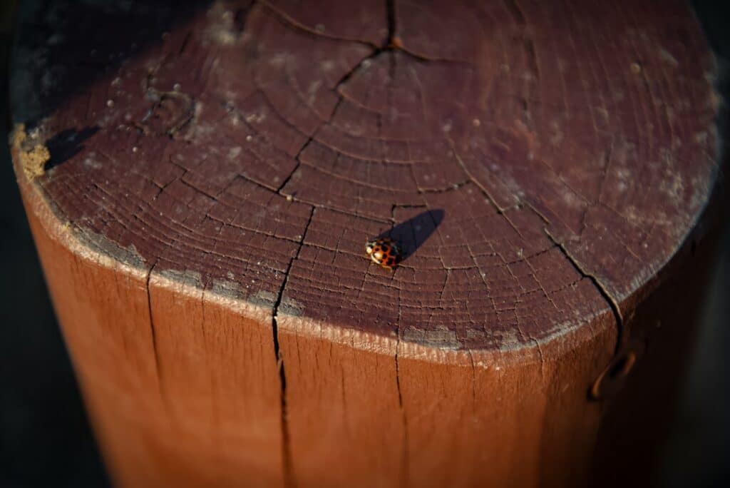 Detailed close-up image showing a group of termites on a piece of wood, illustrating the threat of a termite infestation.
