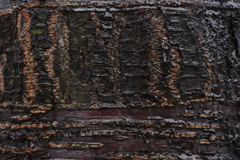 Detailed close-up shot of black mold growing on damp wooden studs inside a wall, illustrating the dangers of trapped moist...